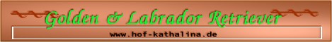 Golden Retriever und Labrador Retriever Welpen Hof-Kathalina