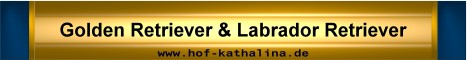 Golden Retriever und Labrador Retriever Welpen Hof-Kathalina