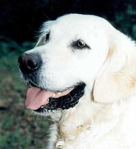 Golden Retriever Welpen vom Hof Kathalina