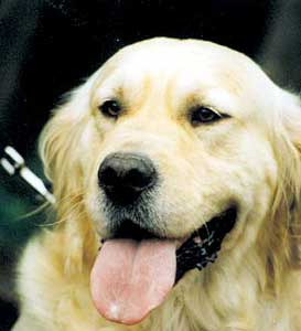 Golden Retriever Welpen vom Hof Kathalina