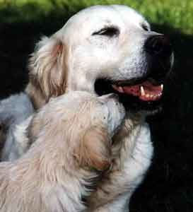 Golden Retriever Welpen vom Hof Kathalina