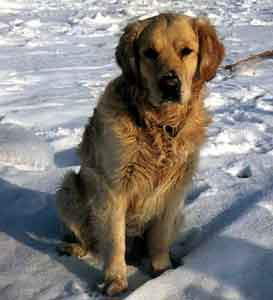 Golden Retriever Welpen vom Hof Kathalina