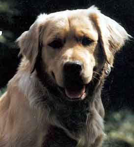 Golden Retriever Welpen vom Hof Kathalina