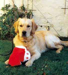 Golden Retriever Welpen vom Hof Kathalina