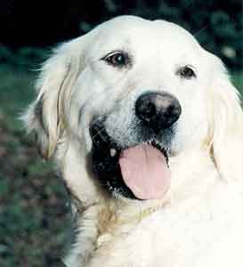 Golden Retriever Welpen vom Hof Kathalina