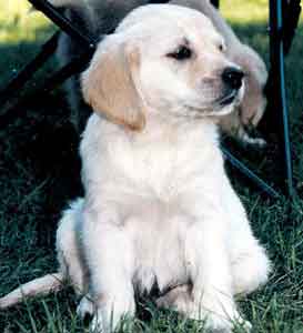 Golden Retriever Welpen vom Hof Kathalina