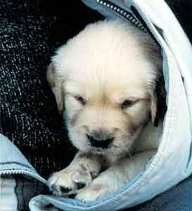 Golden Retriever Welpen vom Hof Kathalina