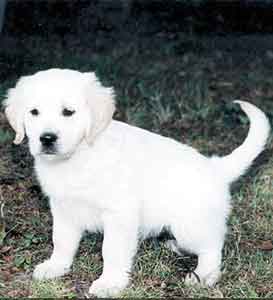 Golden Retriever Welpen vom Hof Kathalina