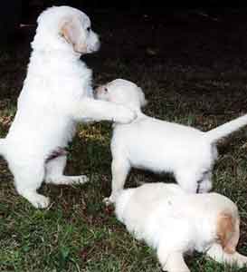 Golden Retriever Welpen vom Hof Kathalina