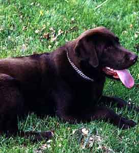 Labrador Retriever Welpen vom Hof Kathalina