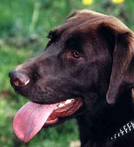 Labrador Retriever Welpen vom Hof Kathalina