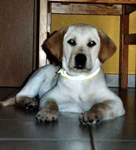 Labrador Retriever Welpen vom Hof Kathalina