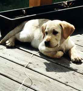 Labrador Retriever Welpen vom Hof Kathalina