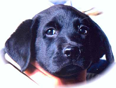 Labrador Retriever Welpen vom Hof Kathalina