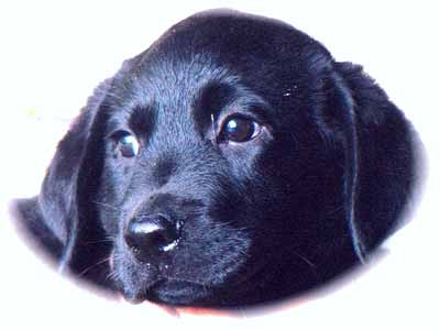 Labrador Retriever Welpen vom Hof Kathalina