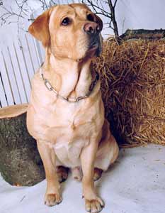 Labrador Retriever Welpen vom Hof Kathalina