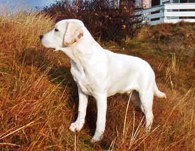 Labrador Retriever Welpen vom Hof Kathalina