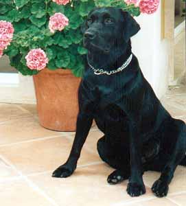 Labrador Retriever Welpen vom Hof Kathalina