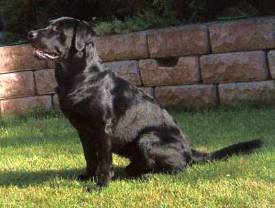 Labrador Retriever Welpen vom Hof Kathalina