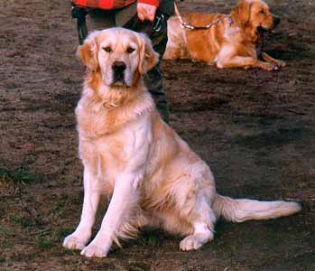 Golden Retriever Welpen vom Hof Kathalina