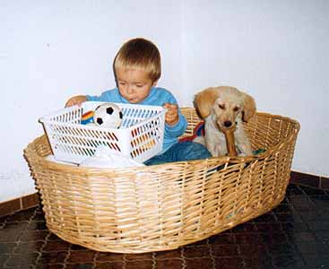 Golden Retriever Welpen vom Hof Kathalina