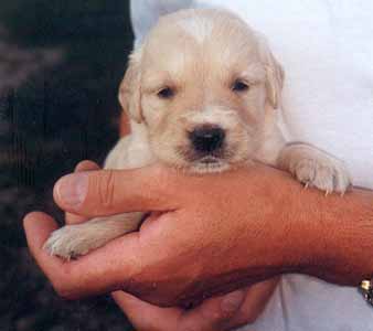 Golden Retriever Welpen vom Hof Kathalina