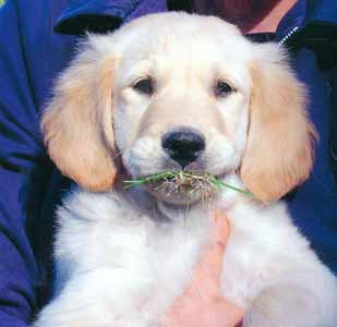Golden Retriever Welpen vom Hof Kathalina