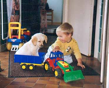 Golden Retriever Welpen vom Hof Kathalina