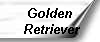 Golden
 Retriever