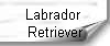 Labrador 
Retriever