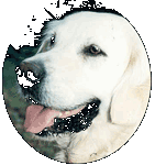 Golden Retriever Welpen vom Hof Kathalina