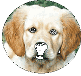 Golden Retriever Welpen vom Hof Kathalina