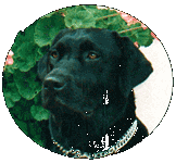 Labrador Retriever Welpen vom Hof Kathalina