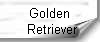 Golden
 Retriever