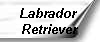 Labrador 
Retriever